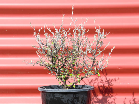 Corokia 'Little Prince'