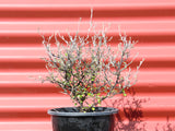 Corokia 'Little Prince'