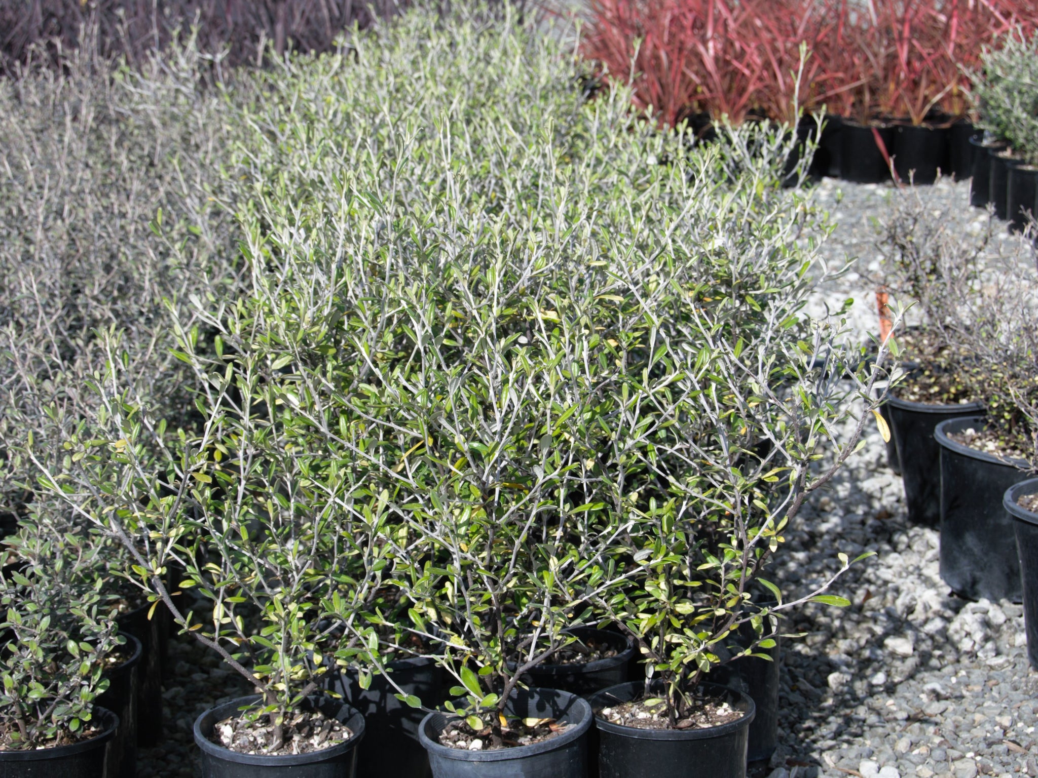 Corokia x virgata cheesemanii – Native Garden Nursery