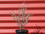 Corokia x virgata 'Phantom'