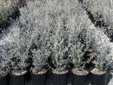 Corokia x virgata 'Phantom'