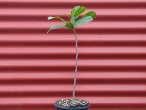 Corynocarpus laevigatus - Karaka