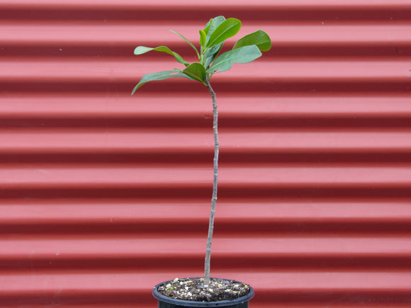 Corynocarpus laevigatus - Karaka
