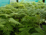 Cyathea medullaris - Mamaku