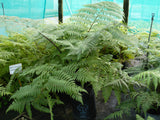 Cyathea medullaris - Mamaku