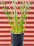 Ficinia nodosa / Wiwi / Knobby club rush