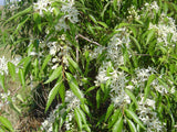 Hoheria sexstylosa -  Houhere / Lacebark