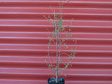 Hoheria angustifolia
