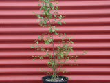 Hoheria sexstylosa -  Houhere / Lacebark