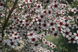 Leptospermum scoparium / Mānuka