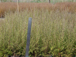 Leptospermum scoparium / Mānuka