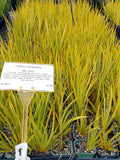 Libertia cranwelliae - NZ Iris