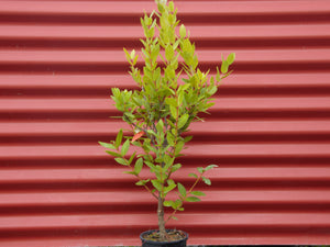 Metrosideros 'Maori Princess' - Pohutukawa