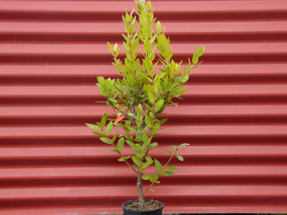 Metrosideros 'Maori Princess' - Pohutukawa