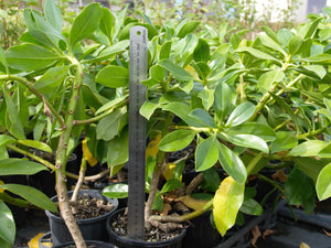 Myoporum decumbens