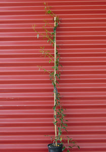 Passiflora tetrandra - NZ Passonfruit or Kohia