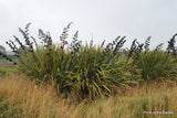 Phormium tenax - NZ Green Flax Or Harakeke