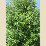 Pittosporum eugenioides / Tarata / Lemonwood