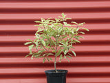 Pittosporum eugenioides / Tarata / Lemonwood