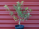 Pittosporum 'Limelight'