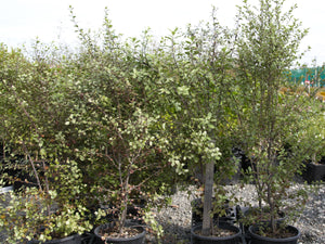 Pittosporum tenuifolium / Kōhūhū