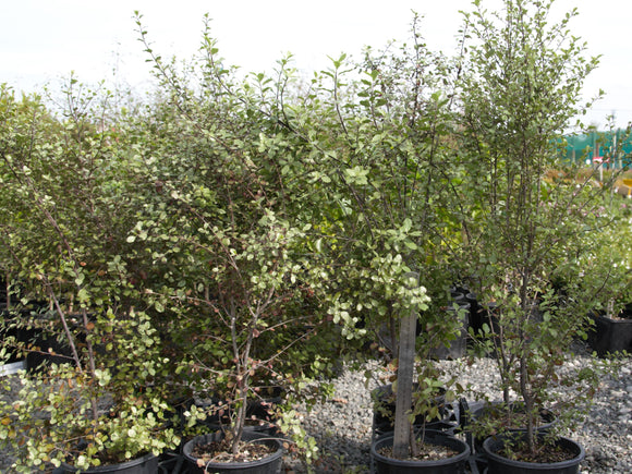 Pittosporum tenuifolium / Kōhūhū