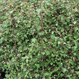 Plagianthus regius / Ribbonwood/ Manatu