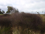 Plagianthus divaricatus / Shore Ribbonwood / Makaka