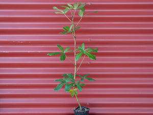 Pseudopanax lessonii - Houpara
