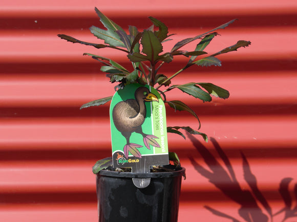 Pseudopanax 'Moa's Toes' - Fivefinger hybrid