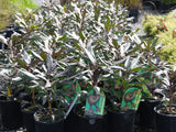 Pseudopanax 'Moa's Toes' - Fivefinger hybrid