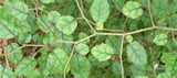Carpodetus serratus 'prostrata'