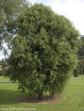 Hoheria angustifolia