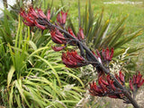 Phormium tenax - NZ Green Flax Or Harakeke