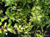 Pittosporum 'Limelight'
