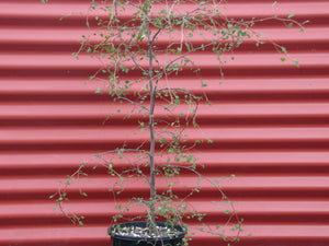 Plagianthus regius / Ribbonwood/ Manatu