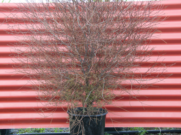Prumnopitys taxifolia / Mataī / Black pine